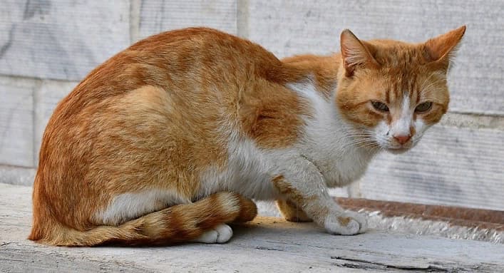 Бездомная кошка