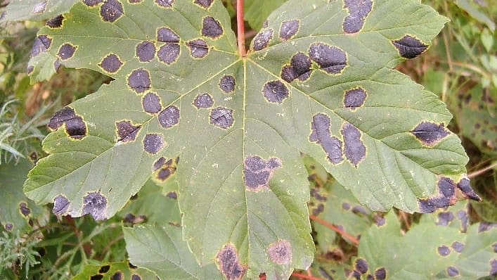 Больное растение