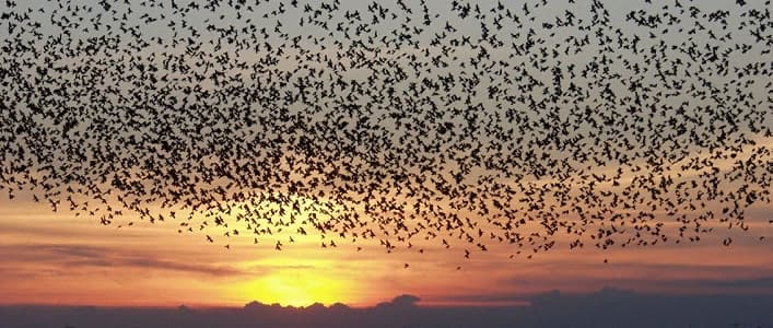 Миграция птиц